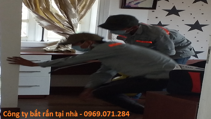 Cong-ty-bat-ran-tai-nha Công ty bắt rắn tại nhà