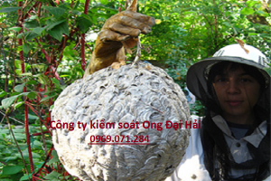 Công ty bắt Ong Công ty bắt diệt Ong