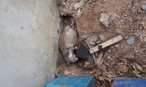 dịch vụ diệt chuột tại Bình Phước
