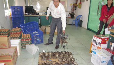 Dịch vụ diệt chuột tại Lai Châu