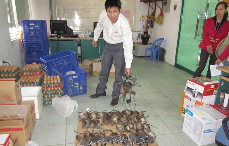 Dịch vụ diệt chuột tại Lai Châu