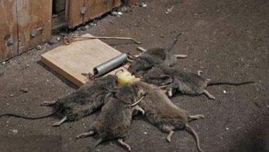 Dịch vụ diệt Chuột tại Cà Mau