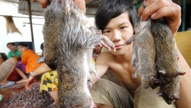Dịch vụ diệt Chuột tại Nam Định