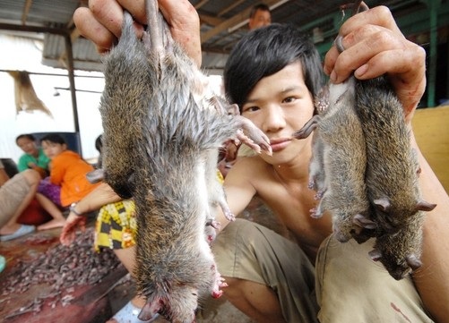 Dịch vụ diệt Chuột tại Nam Định