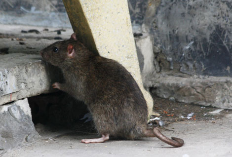 Dịch vụ diệt Chuột tại Hà Giang