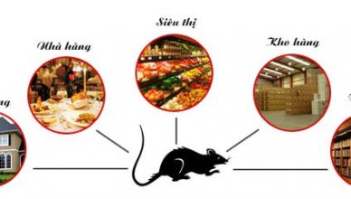 Dịch vụ diệt Chuột tại Bình Thuận