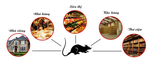 Dịch vụ diệt Chuột tại Bình Thuận