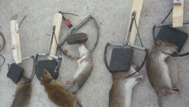 Dịch vụ diệt Chuột tại Bắc Ninh