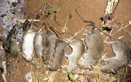 Dịch vụ diệt Chuột tại Bình Định