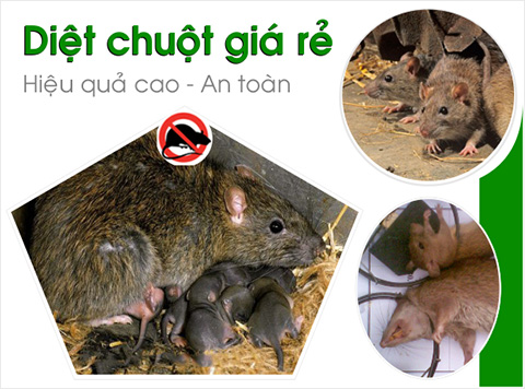Dịch vụ diệt Chuột tại Tây Ninh