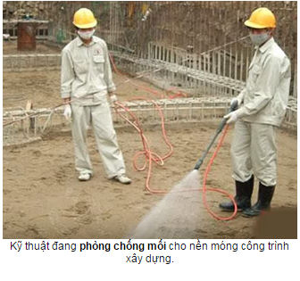 phòng chống mối công trình tại Hà Nam