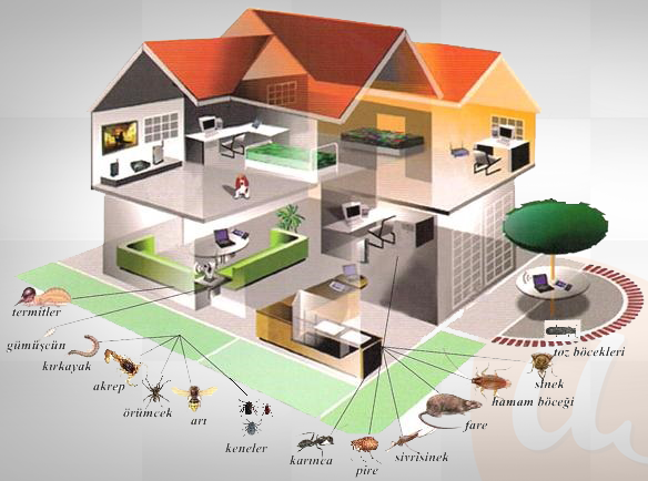 phòng chống mối công trình tại Nam Định