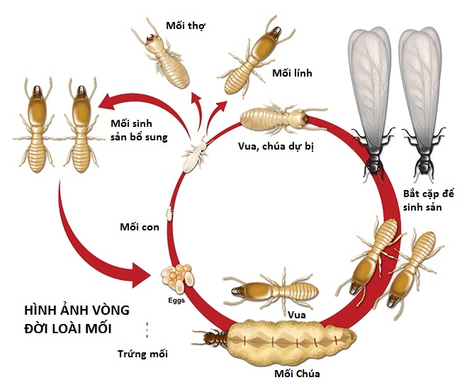 phòng chống mối công trình tại Lâm Đồng