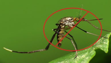 Công ty diệt muỗi Thái Nguyên