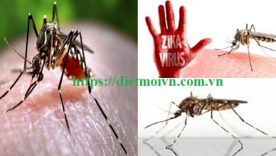 Công ty diệt muỗi giá rẻ Đà Nẵng