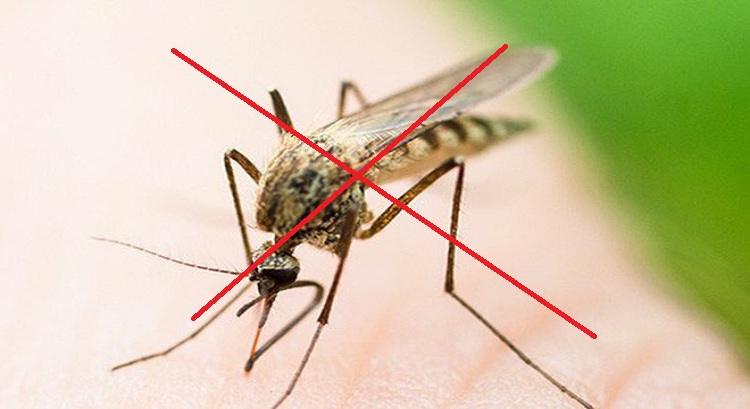 Dịch vụ diệt muỗi Hưng Yên