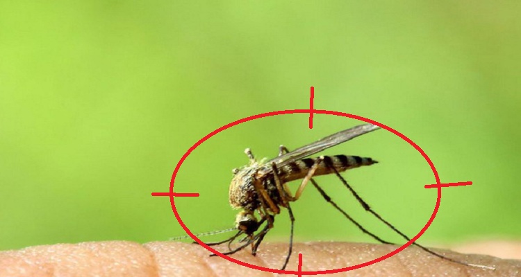 Đơn vị diệt muỗi tại Hà Nam