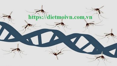 Đơn vị phun diệt muỗi Bắc Ninh