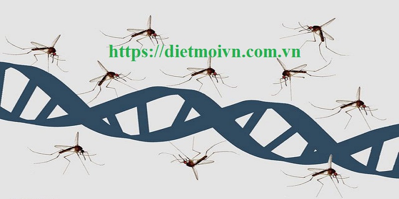 Đơn vị phun diệt muỗi Bắc Ninh