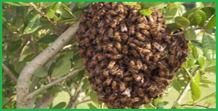Công ty kiểm soát ong tại Cần Thơ