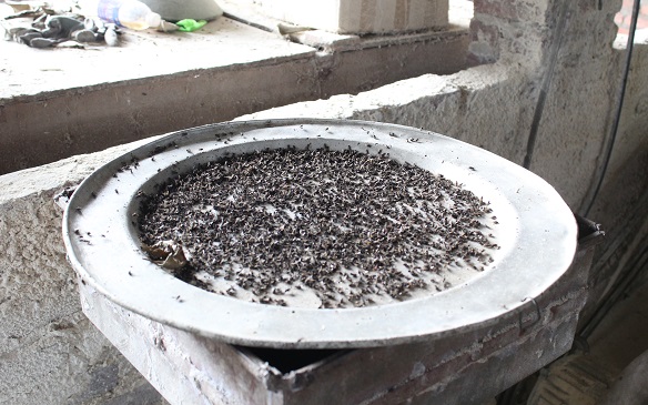  phun diệt ruồi tại Hà Nội