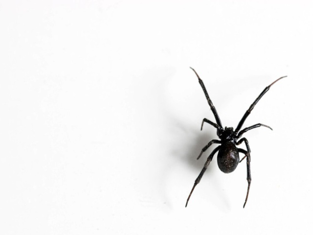 Những loài nhện độc nhất