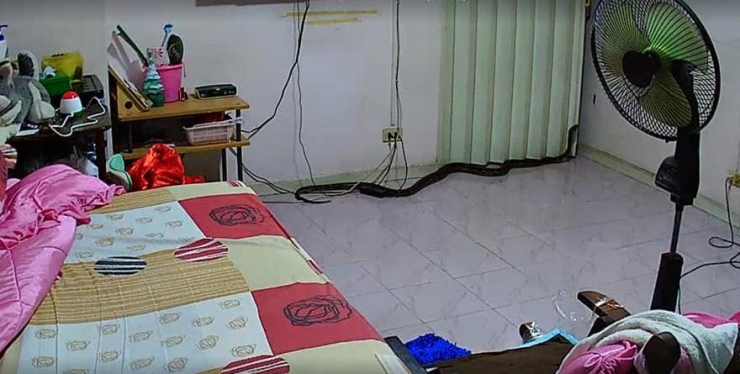 dịch vụ kiểm soát rắn tại Hà Nội